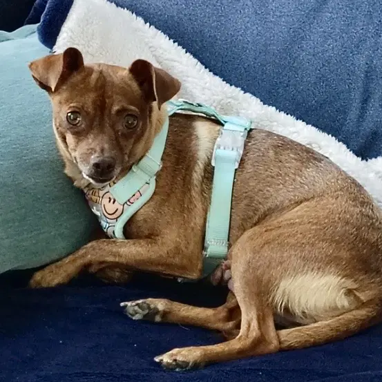 Roxy image 2