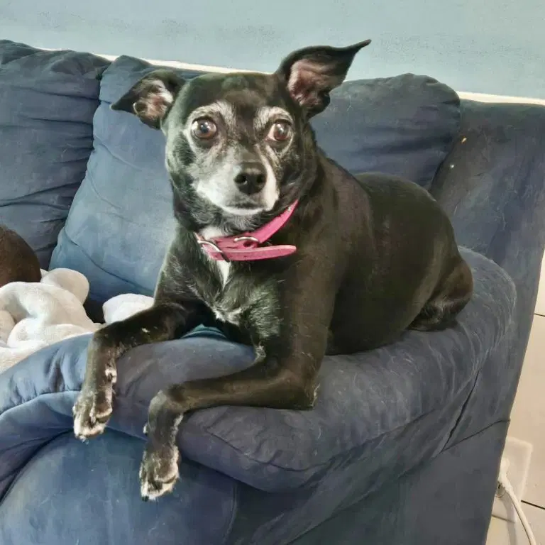 Luna Bee - Chihuahua