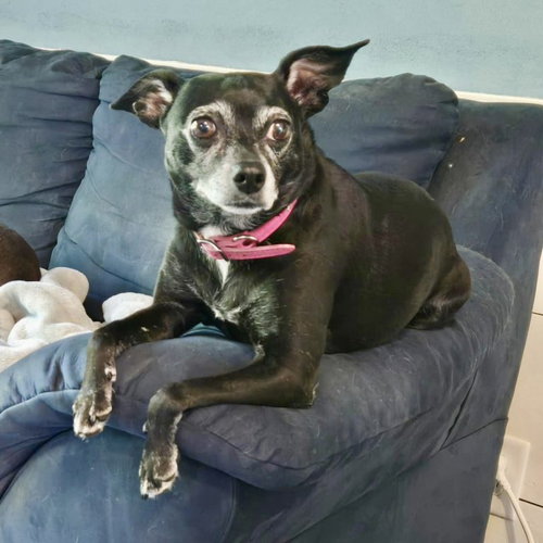 picture of the dog needing adoption