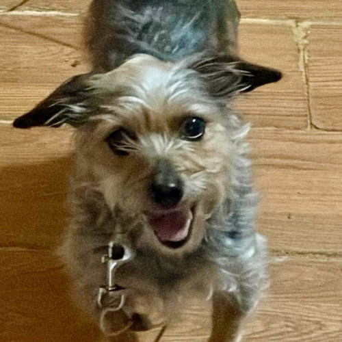 picture of the dog needing adoption