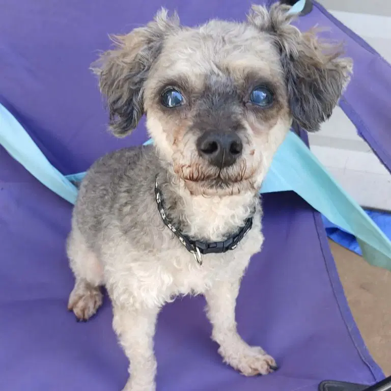 Marcus - Poodle (Miniature)