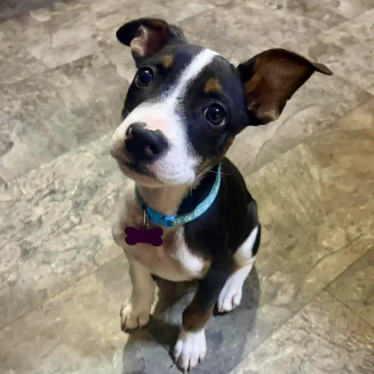 Jax Walter - Boston Terrier