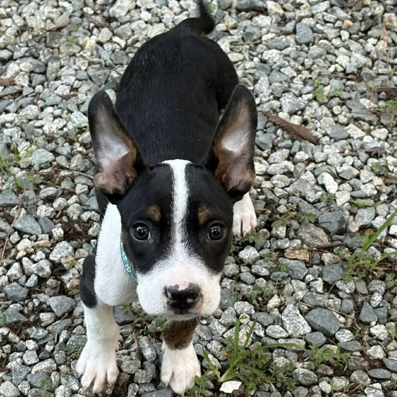 Jax Walter image 2