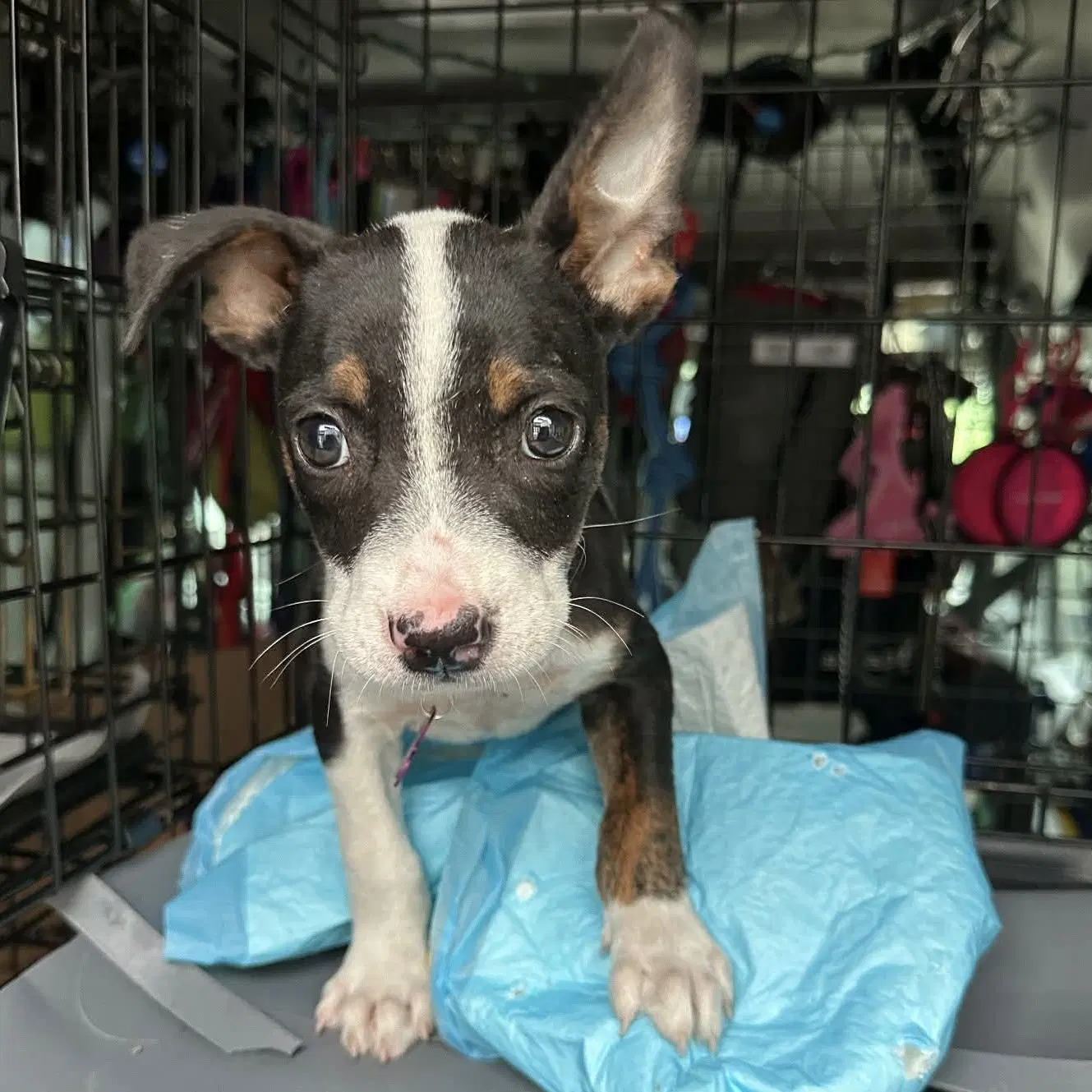 Jax Walter image 3