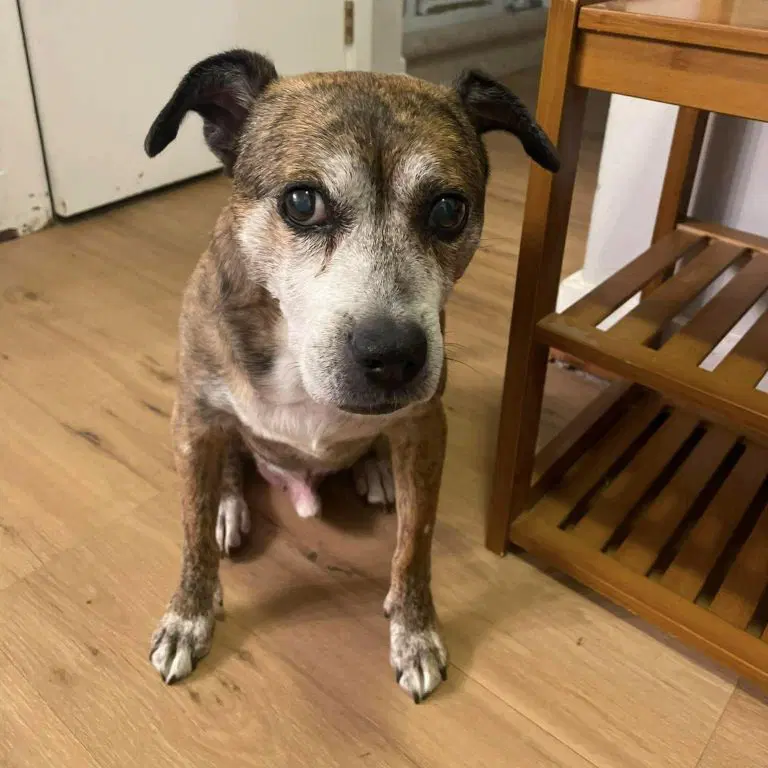 Malcolm - Beagle/Boxer