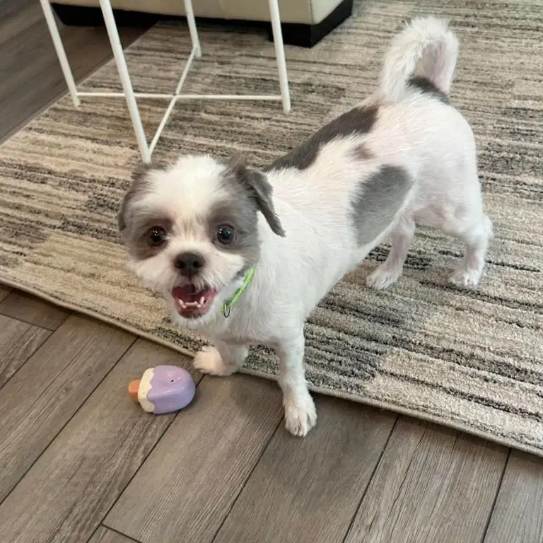 Carolina - Shih Tzu