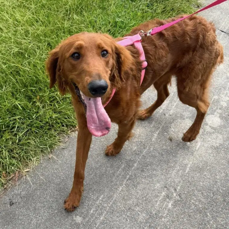 Winnie Mae - Irish Setter