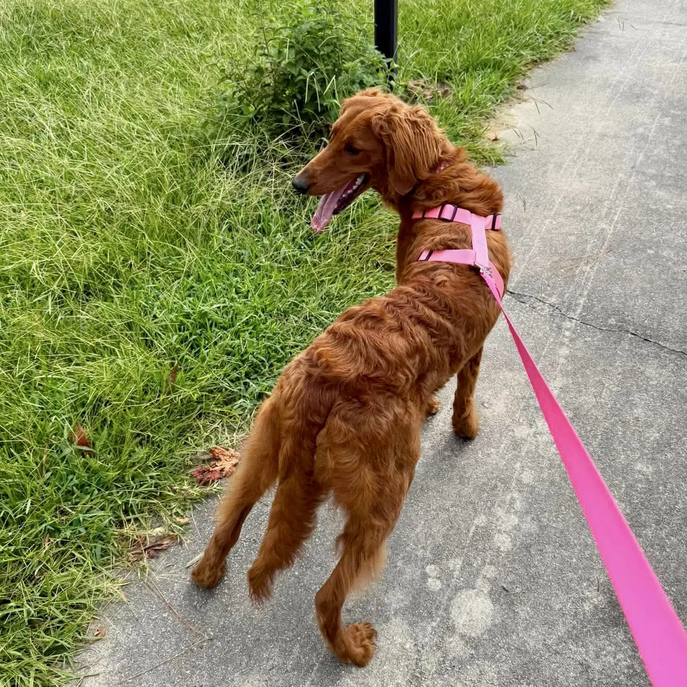 Winnie Mae image 2