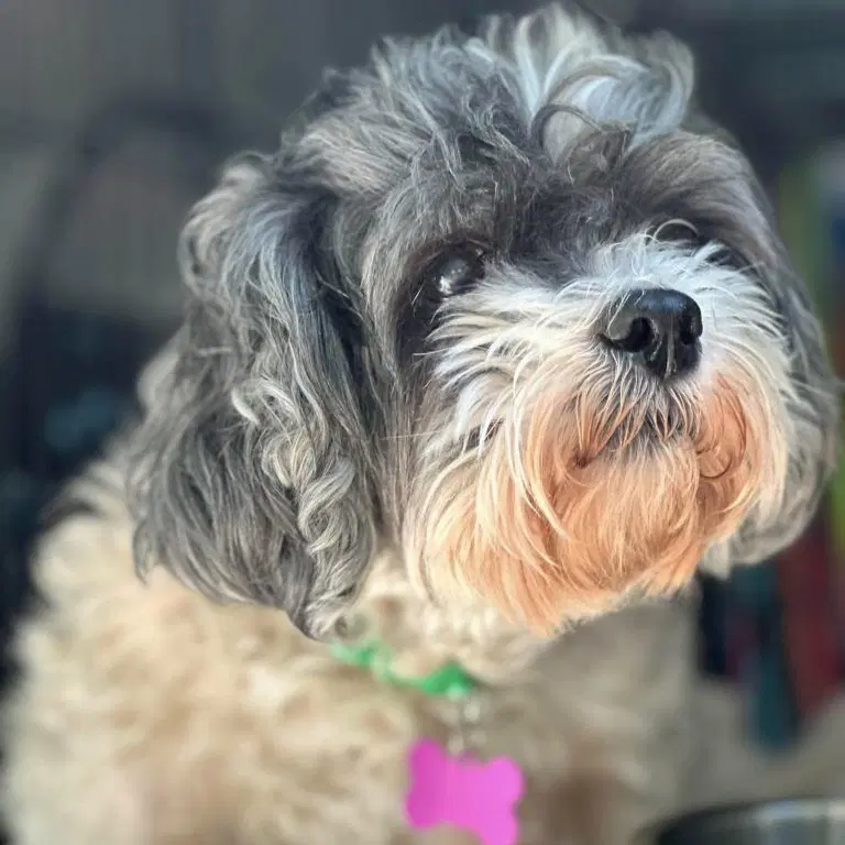 Maggie - Shih Tzu