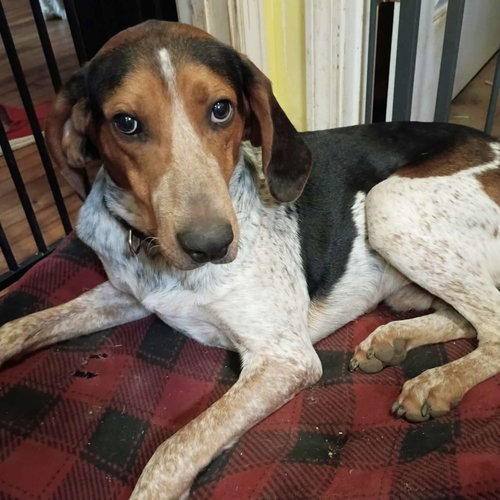 Charleston, a dog for adoption from CrisisDogsNC