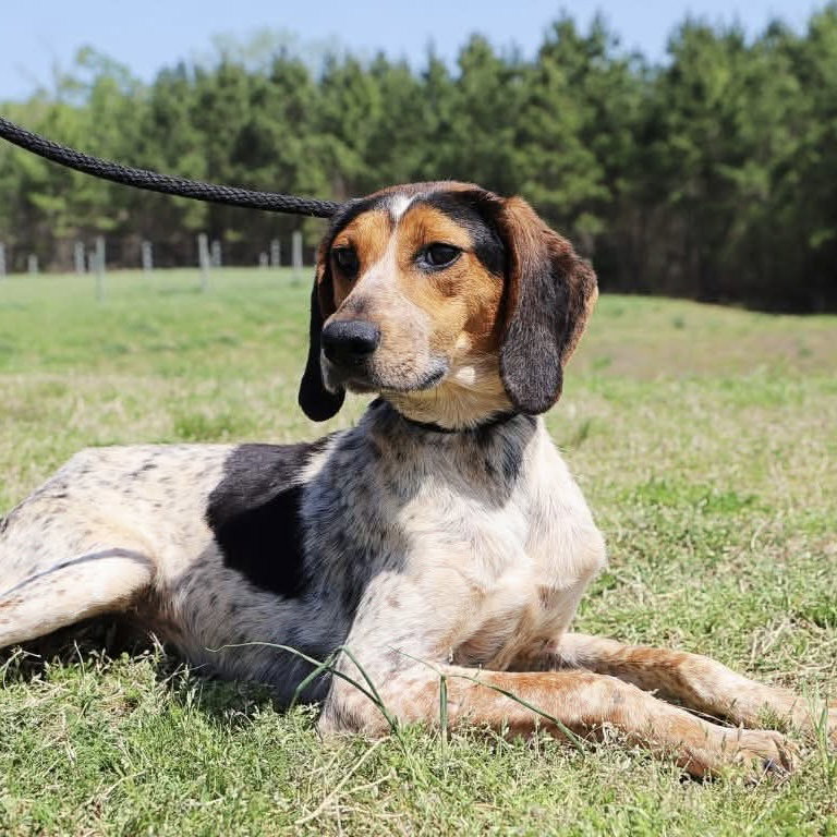 Razzle, Bluetick Coonhound