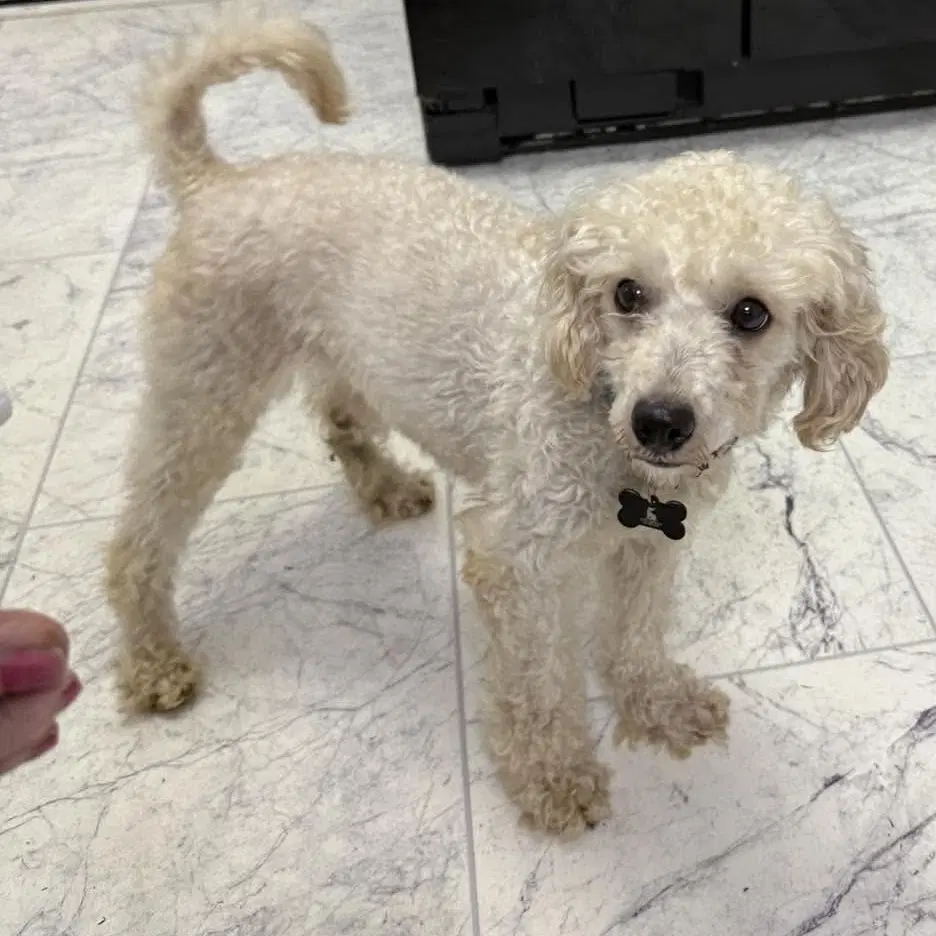Addy - Poodle (Miniature)