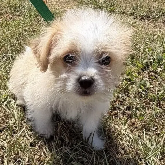 Kenny - Shih Tzu