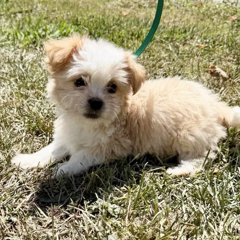 Dolly