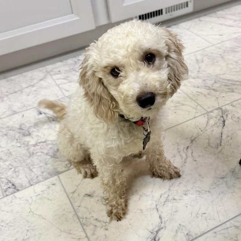 Claire, Poodle (Miniature)