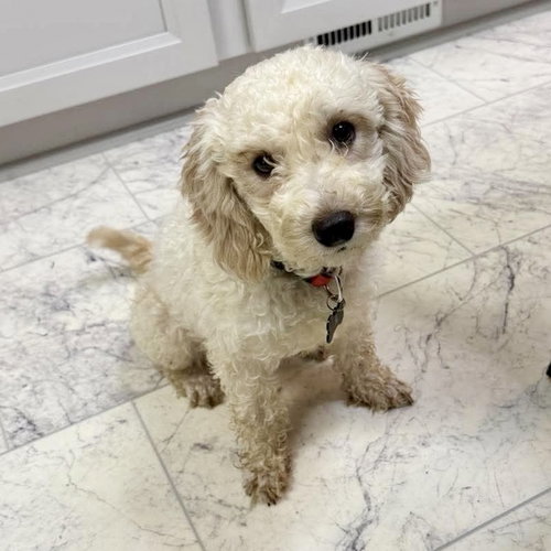 Claire, a dog for adoption from CrisisDogsNC
