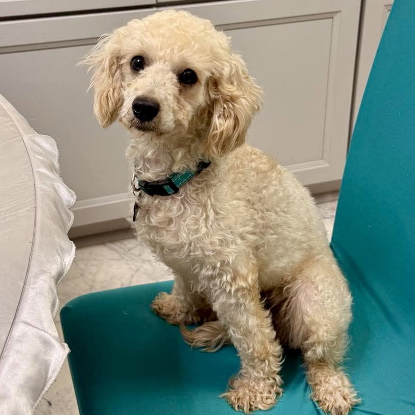 Nancy, Poodle (Miniature)