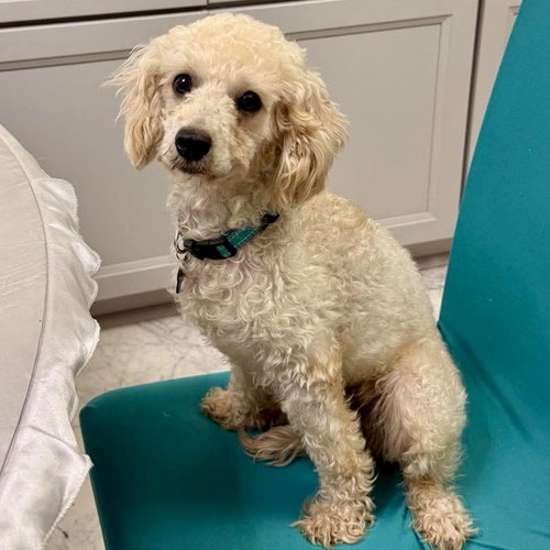 Nancy, a dog for adoption from CrisisDogsNC