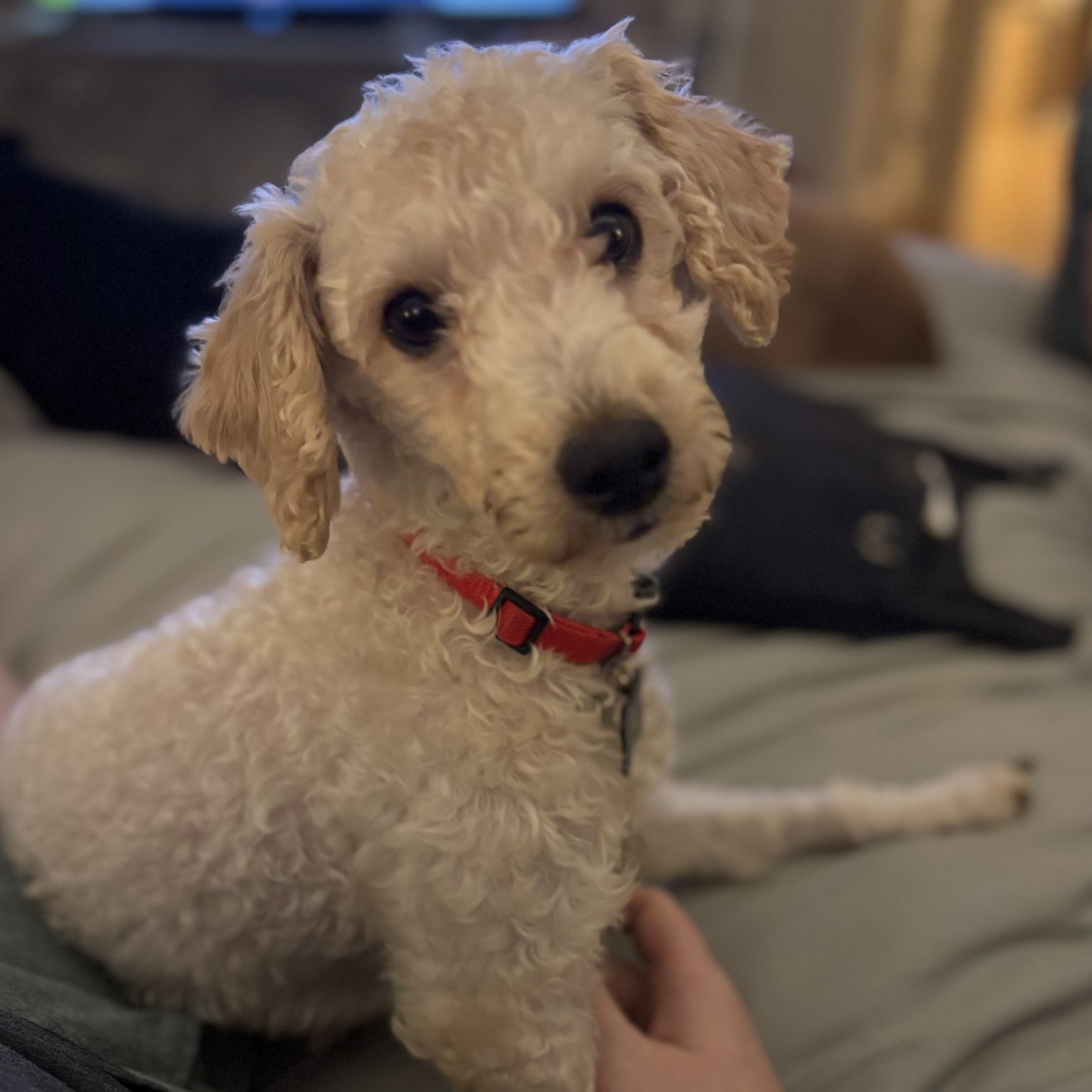 Sasha, Poodle (Miniature)