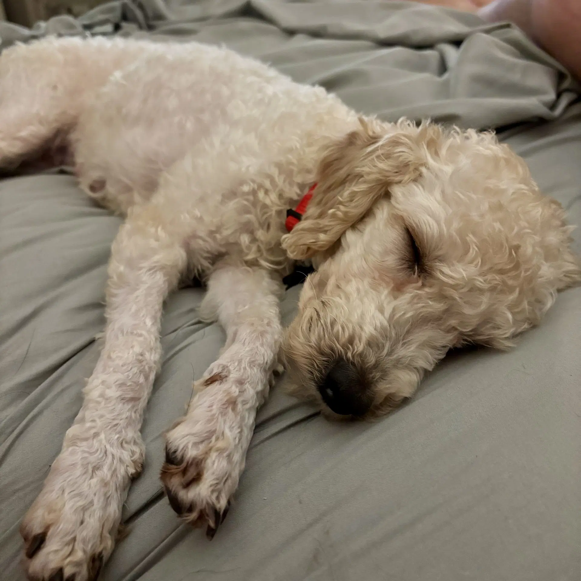Sasha image 3