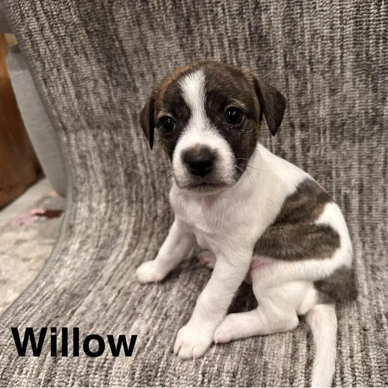 Willow - Chihuahua