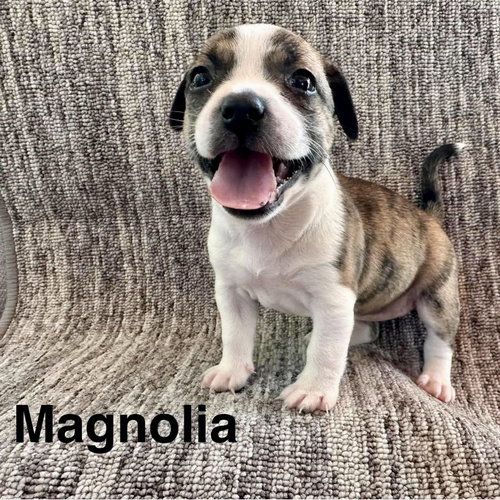 Magnolia, a dog for adoption from CrisisDogsNC