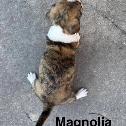 Photo 2 of Magnolia