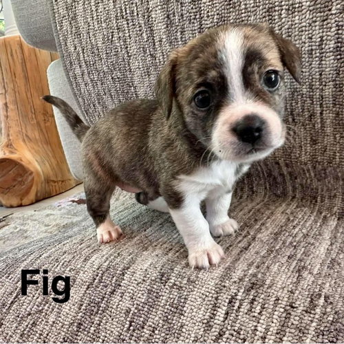 Fig, a dog for adoption from CrisisDogsNC