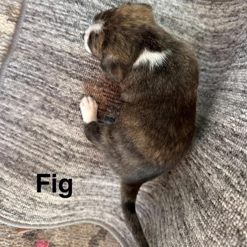 Photo 2 of Fig