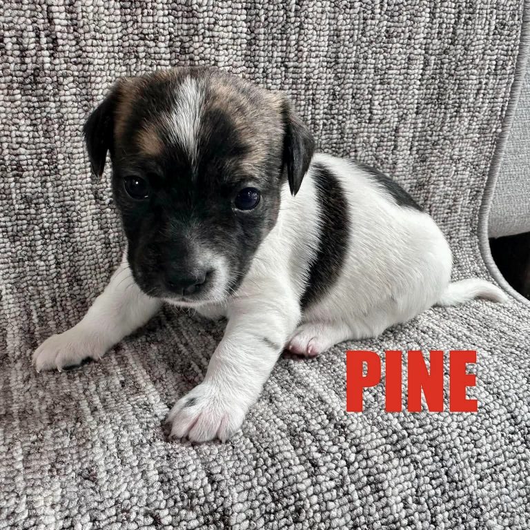Pine