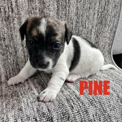 Pine, a dog for adoption from CrisisDogsNC