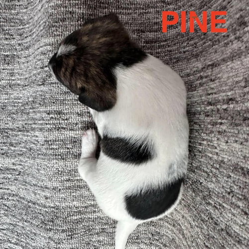 Photo 2 of Pine