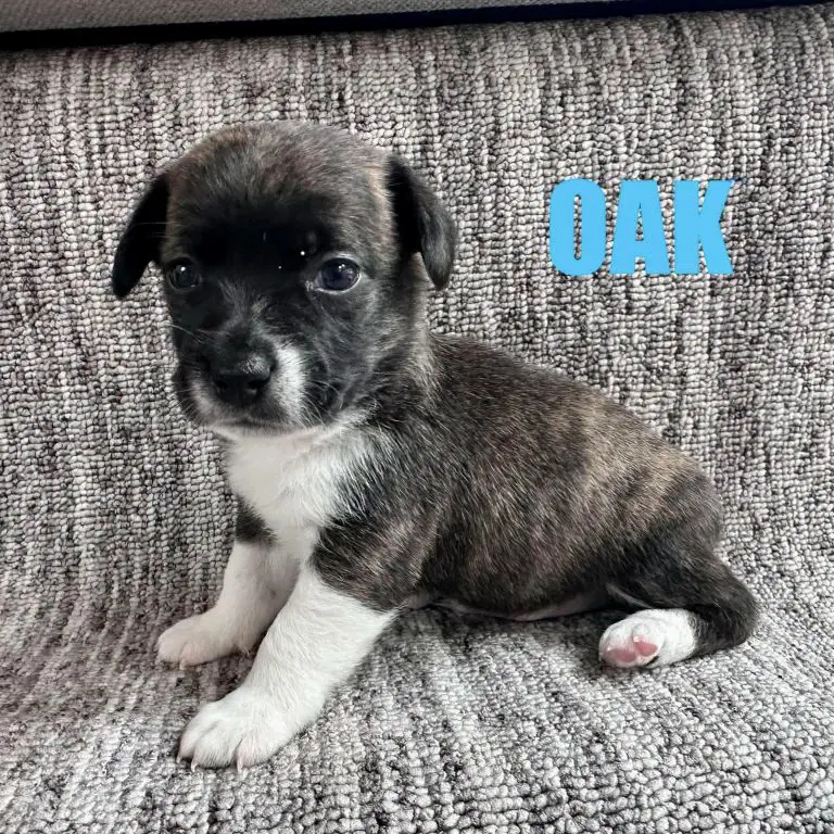Oak - Chihuahua