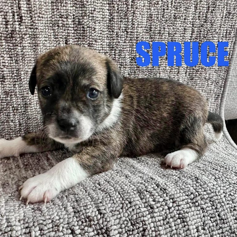 Spruce