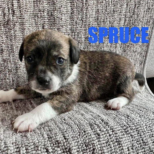 Spruce, a dog for adoption from CrisisDogsNC