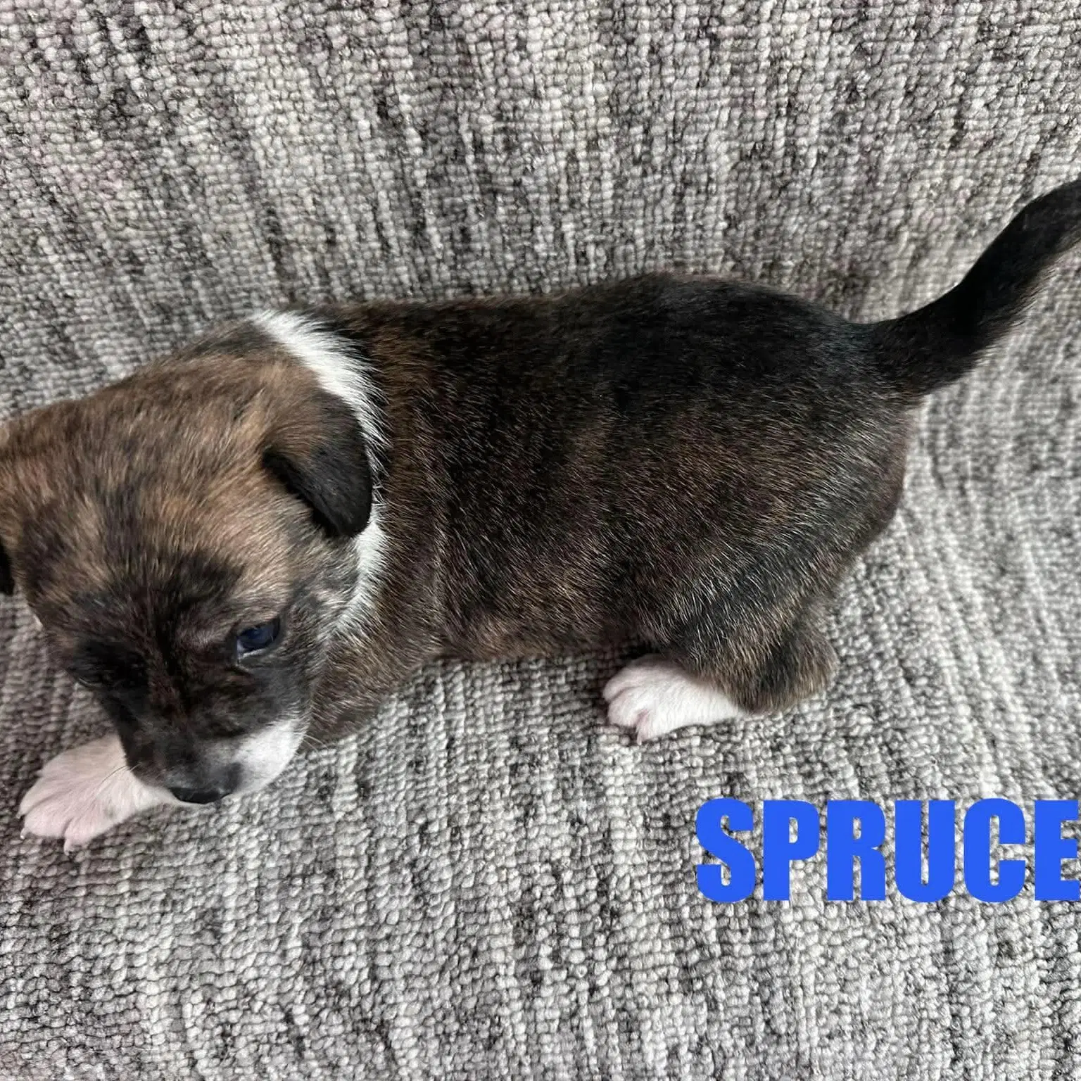 Spruce image 2