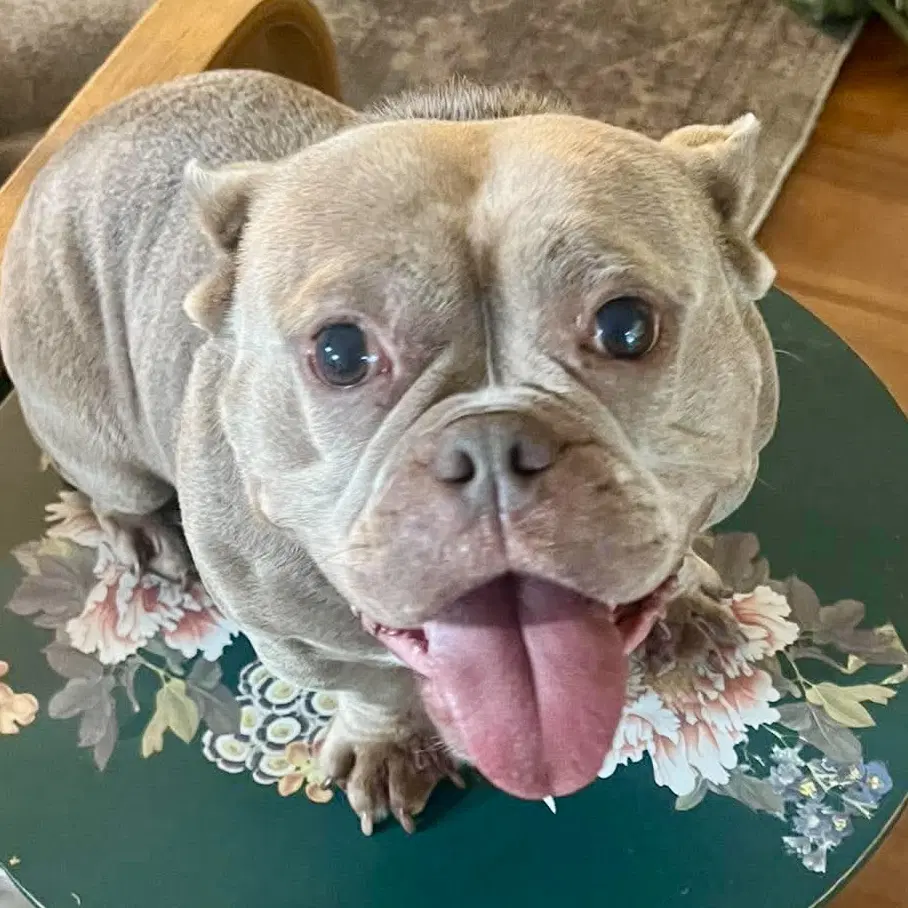 Molly - French Bulldog