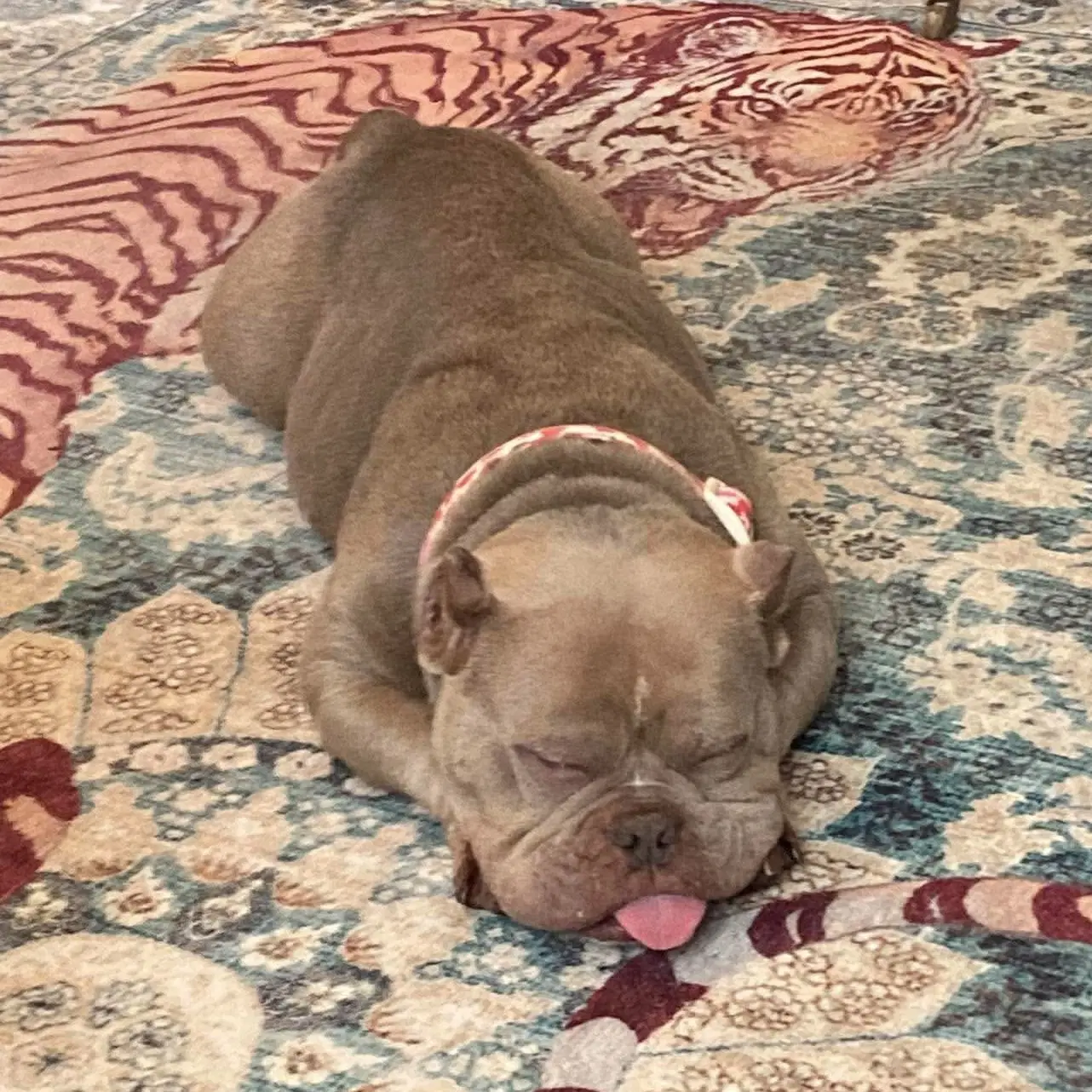 Molly image 3