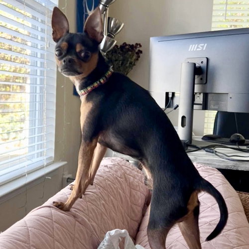 Loki, a dog for adoption from CrisisDogsNC