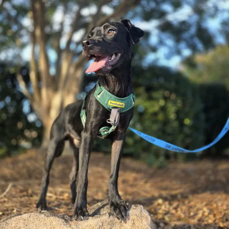 Moss - Labrador Retriever