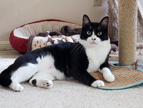picture of the cat needing adoption