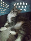 Princes Gigi - Photo 2