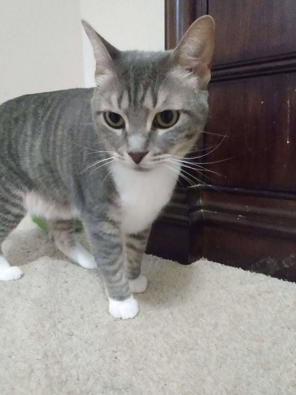 Princes Gigi