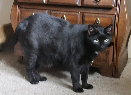 JULIAN - Bombay / Domestic Short Hair available for adoption
