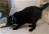 adoptable Cat in houston, TX named Julian