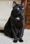 adoptable Cat in  named Julian