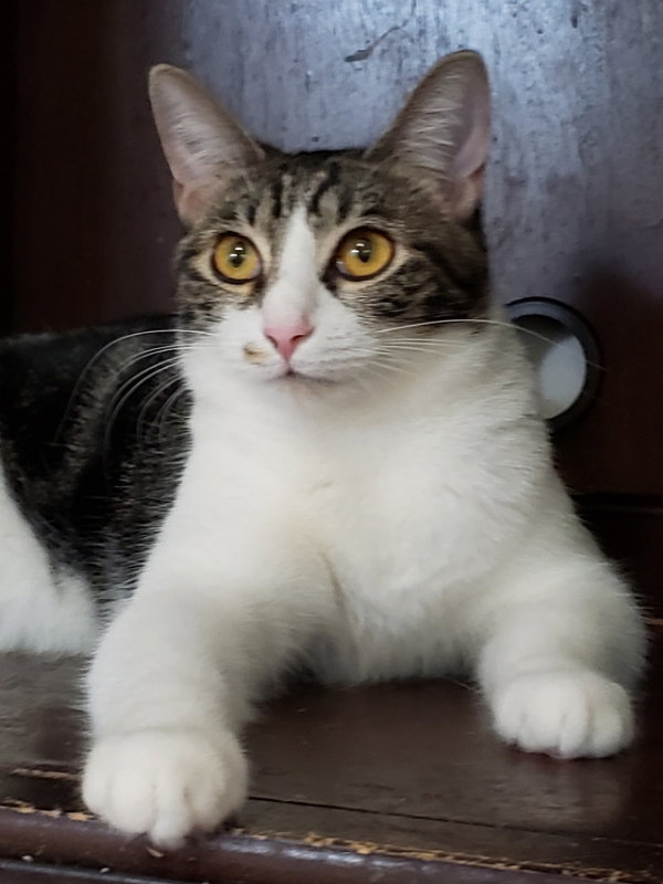 Sharleen #stunning-whiskers