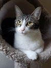 Sharleen #stunning-whiskers - Photo 2