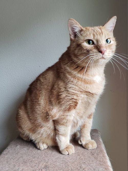 LUCKY - Domestic Short Hair available for adoption