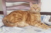 Lucky - Photo 4